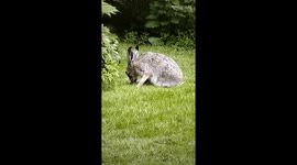 Mother hare saves her baby from attacking magpie during nursing