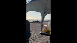 Dog Trades Families at the Beach