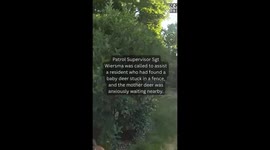 Deputy Rescues Stuck Fawn from Fence in Kent County