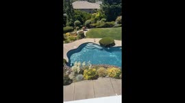 Mother duck take her ducklings for dip in homeowner's pool on hot summer's day