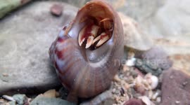 UK: Sensory Claws Make Hermit Crabs Fearless Hunters of the Rockpools