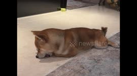 Funny Dog Licking Floor