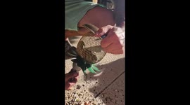 Helping a Bird Stuck in a Bird Feeder