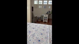 Beagle Gets Stuck In The Doghouse