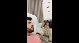Puppy Asks Man to Play in a Cute Way