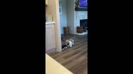 Dog Stops Brother From Playing With Shoes