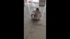 Two calm cats spin inside transparent dome like a waltzers fairground ride
