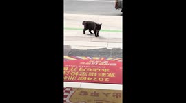 Stray cat carries mouse into shop in return for food