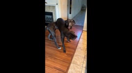 Great Dane-Copter