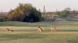 Coyotes on the Fairway