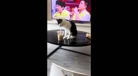 Pet cat plays with iced coffee straw