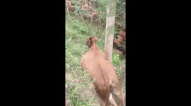 Shocking moment cow gets stuck in tree in China