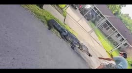 Deputies Help Relocate Alligator From Front Yard in Texas