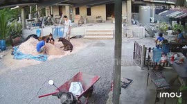 Dog joins sand game with owners in Thailand