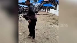 Escaped buffalo cause carnage as they flee fighting ring