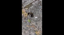 Buff-tailed Bumblebee mating with Queen Bee(Bombus terrestris). This species is one of the largest bumblebees and is commonly found in the UK