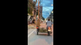 Pet dog rides calmly on motorcycle sidecar carrying coconuts
