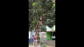 Hapless gardener hacks down branch causing ladder to wobble dangerously