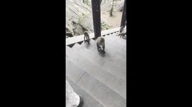 Big macaque to go! Monkey steals tourist's McDonald's meal