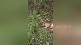 India: This scene very touching and emotional little baby monkey is stuck to her and is not leaving its mother thats contacted in 11 KV current died