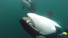 Killer whales invite humans for lunch, study suggests