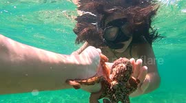 Curious Snorkelers Gently Interact with Wild Octopus underwater