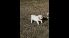 Labrador puppy barks bravely at bigger Border Collie in Sichuan, China