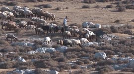 50 Palestinian Bedouin families forcibly displaced by illegal Israeli settlers' attacks in West Bank