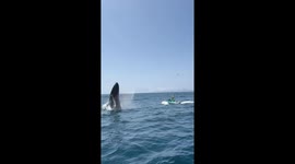 Jet Ski to Catalina Ride Upstaged by Breaching Humpback Whale