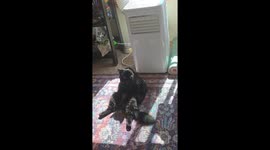Black Cat Melts In Moment Of Air Conditioning