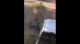 Bull Elk Shows Trash Can Who's Boss