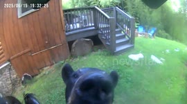 Beer Investigates Bird Feeder  Camera