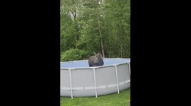 Moose Cools Off In Backyard Pool