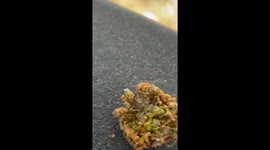 Green Lacewing Larvae Mistaken For Spider