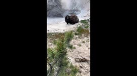Bisons Having a Spa Day