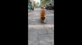 Pet dog plays with stone found on pavement