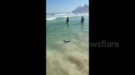 Brazil: Penguin Swims With Beachgoers In Rio