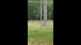 Older Black Bear Pins Younger Up Utility Pole