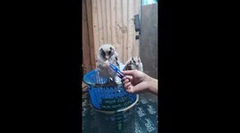 Adorable barn owl chicks dance while being handfed dinner