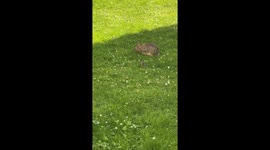 Tiny Baby Bunny