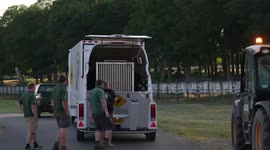 UK: New Lion Roars Into Woburn Safari Park After Major Transfer From Germany