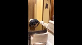 How Do I Explain to My Dog That This Isn't Normal?