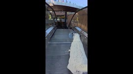 Dog Carries Plastic Bottle Through Mall