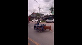 Golden Retriever pushes motorcycle side car along road