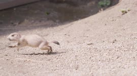 Six black-tailed prairie dogs born at Vienna Zoo