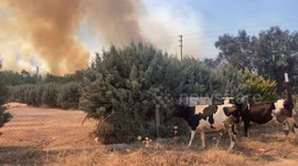 Türkiye: Cattle moved by locals while smoke rises from a forested area following a wildfire in the Seferihisar district