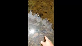 Bullfrog bites thumb during close encounter in Minden, Ontario