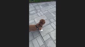 Seagull Attacks Little Aussie