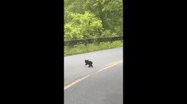 This Baby Bear Was So Small You Would Think It Was Just Born