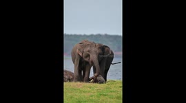 HEARTBREAKING JOURNEY OF A MOTHER ELEPHANT IN KAUDULLA NATIONAL PARK